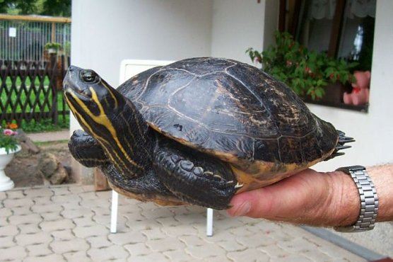 Schildi (Foto: Tierheim) Schildi (Foto: Tierheim)