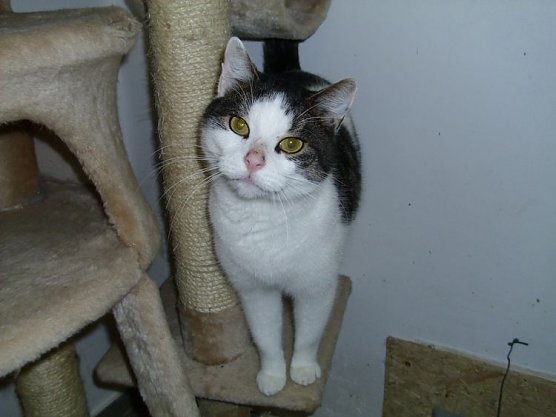 tierheim (Foto: tierheim) tierheim (Foto: tierheim)