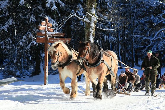 Mit dem Gespann durch den Winterwald (Foto: Richter)