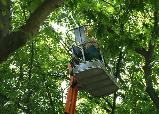 Baumkronen werden ausgelichtet (Foto: nnz)