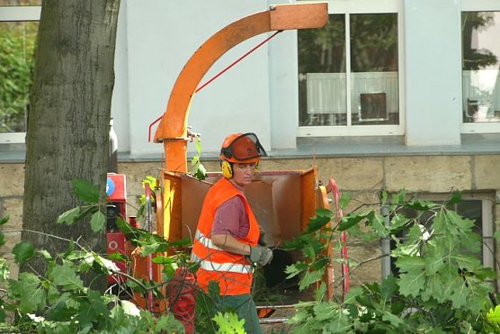 Baumkronen werden ausgelichtet (Foto: nnz)