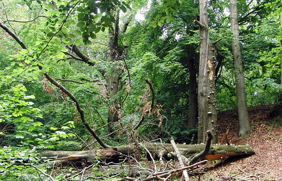 Totholz am oberen Marktweg im Alten Stolberg (Foto: B. Schwarzberg)