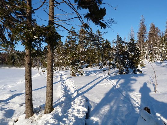 Illegale Spur (Foto: Anja Einhorn) Illegale Spur (Foto: Anja Einhorn)