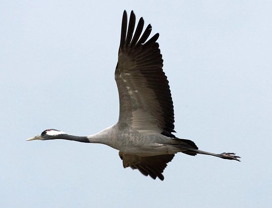 Auf dem Weg nach Norden (Foto: K. Karkow)