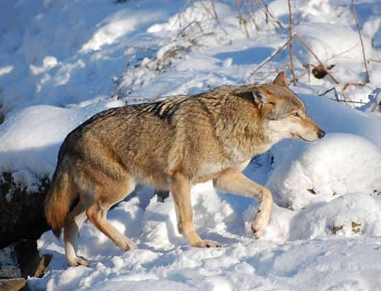 W&ouml;lfen auf der Spur (Foto: Wassmann)