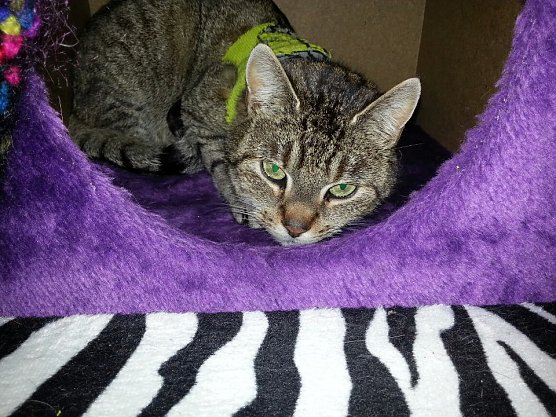 Biene (Foto: privat)