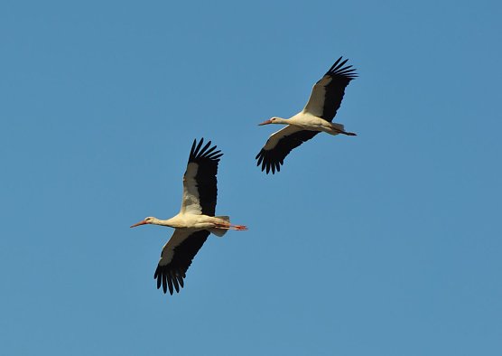 Storchenpaar im Anflug (Foto: K. Schmidt) Storchenpaar im Anflug (Foto: K. Schmidt)