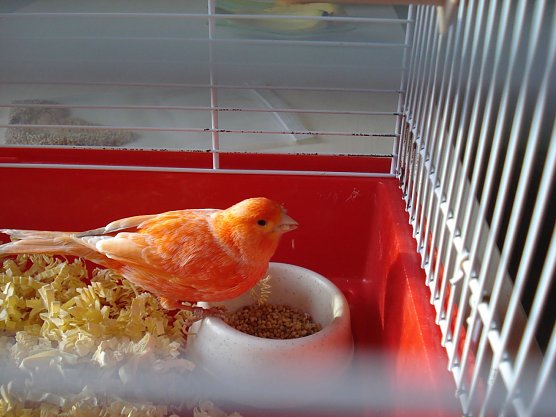 Zugeflogen (Foto: privat) Zugeflogen (Foto: privat)