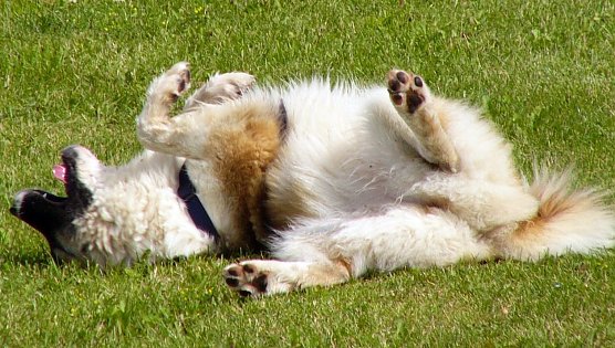 Hundeschule (Foto: VHS)