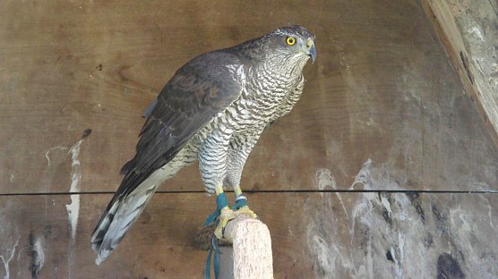 Habicht ist auch bedroht (Foto: B. Schwarzberg)