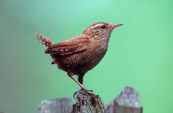 Zaunkönig (Foto: Manfred Delpho) Zaunkönig (Foto: Manfred Delpho)