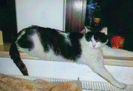 Paula wird vermisst (Foto: privat) Paula wird vermisst (Foto: privat)