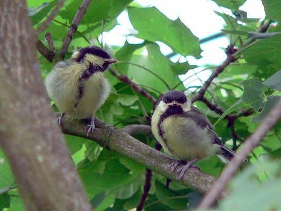 meise (Foto: meise) meise (Foto: meise)