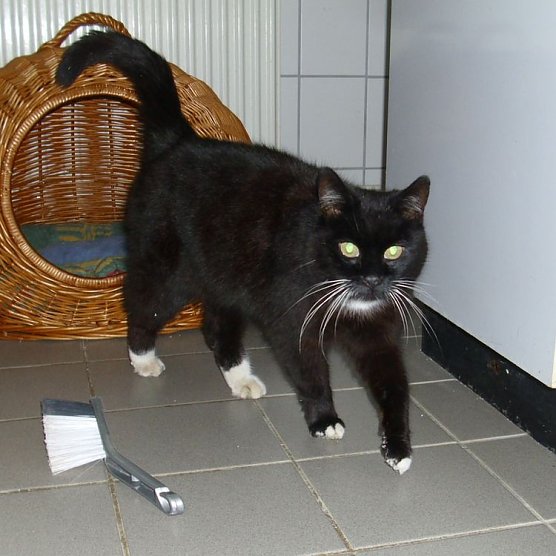 tierheim (Foto: tierheim) tierheim (Foto: tierheim)