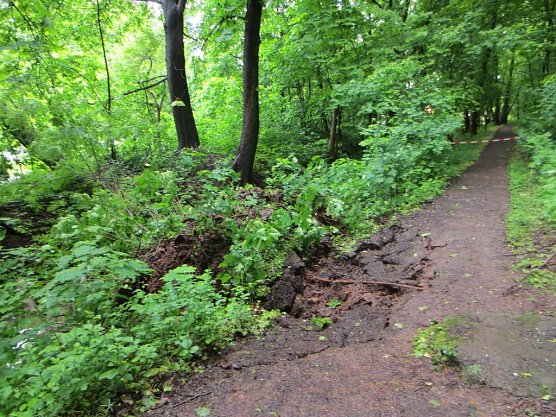 Umgest&uuml;rzter Baum (Foto: Stadtverwaltung Nordhausen)