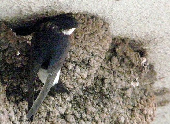 Schwalbennest (Foto: J. Piper)