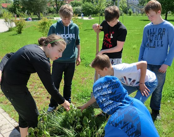 Gepflanzt (Foto: privat)