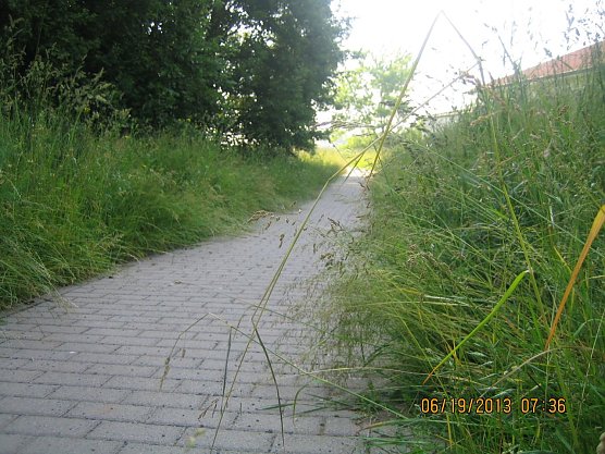 Dschungel in der Stadt (Foto: privat)