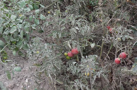 Haldenbefahrung der Kalihalde Sondershausen (Foto: Karl-Heinz Herrmann) Haldenbefahrung der Kalihalde Sondershausen (Foto: Karl-Heinz Herrmann)
