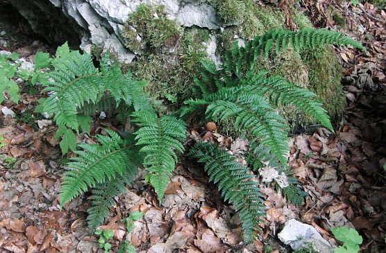 Schützenswert (Foto: B. Schwarzberg) Schützenswert (Foto: B. Schwarzberg)