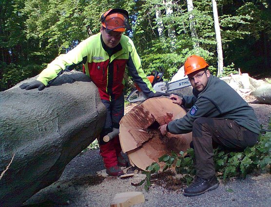 Baum gefällt (Foto: Forstamt Bleicherode-Südharz) Baum gefällt (Foto: Forstamt Bleicherode-Südharz)