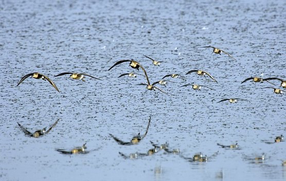 Kampfläufer (Foto: Tom Dove) Kampfläufer (Foto: Tom Dove)