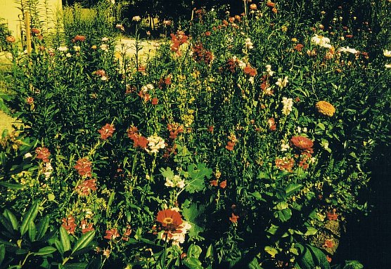 Es bl&uuml;ht (Foto: Archiv Kneffel)