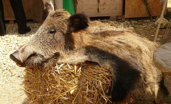 Keiler (Foto: privat) Keiler (Foto: privat)