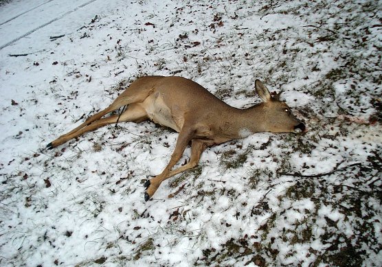 Das Ende eines Wildwechsels (Foto: privat)
