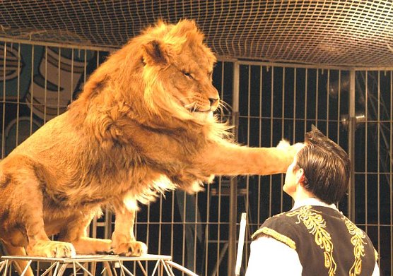 Der Zirkus kommt (Foto: Agentur)