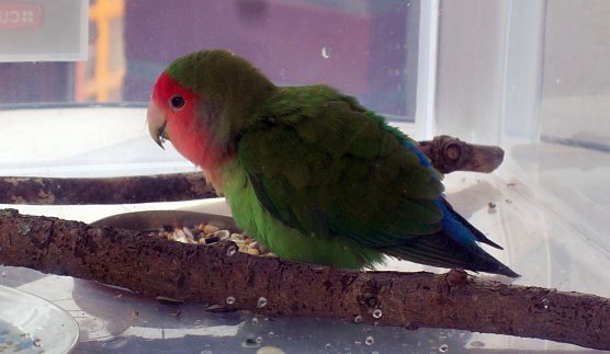 Zugeflogen (Foto: privat)