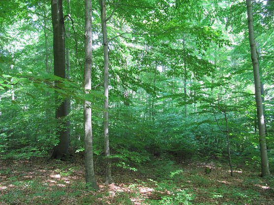 Plenterwald in der Hainleite (Foto: S. Gro&szlig;er)