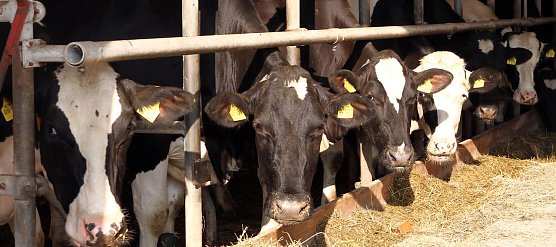 Vorbildliche Tierhaltung (Foto: nnz) Vorbildliche Tierhaltung (Foto: nnz)