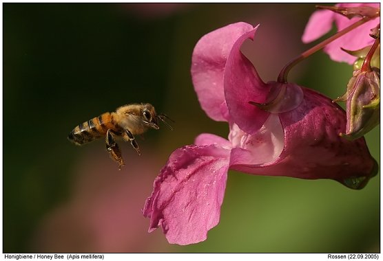 Biene im Anflug (Foto: Stadtverwaltung Nordhausen)