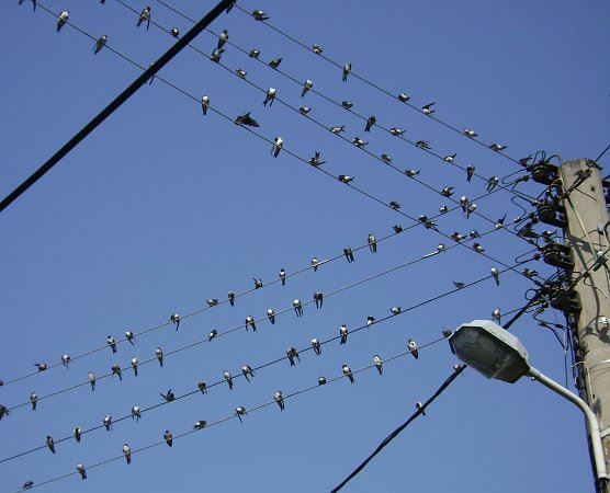 Schwalben  (Foto: Stang)