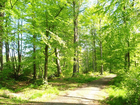 Friedwald Bad Sachsa (Foto: privat)