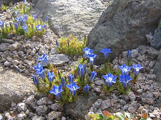 Der Brockengarten (Foto: Dr. Gunter Karste) Der Brockengarten (Foto: Dr. Gunter Karste)