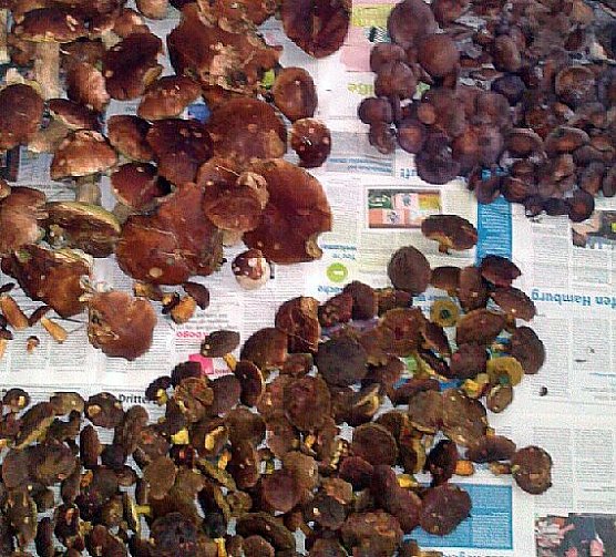 Reiche Ernte (Foto: Gerlach)