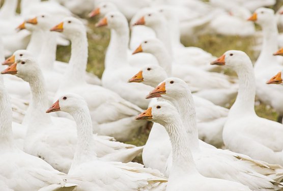 Lebens gerupft (Foto: Stiftung Warentest) Lebens gerupft (Foto: Stiftung Warentest)