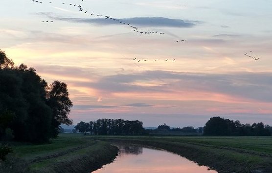 Kraniche brauchen Ruhe (Foto: S. Witzel)