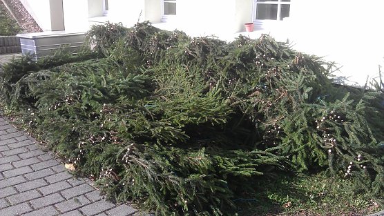 Reisig wird verkauft (Foto: Forstamt) Reisig wird verkauft (Foto: Forstamt)