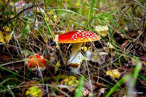 Herbstbild (Foto: G. Thelemann)