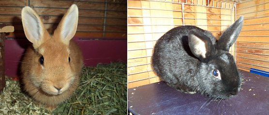 Abzugeben (Foto: C. Knust) Abzugeben (Foto: C. Knust)