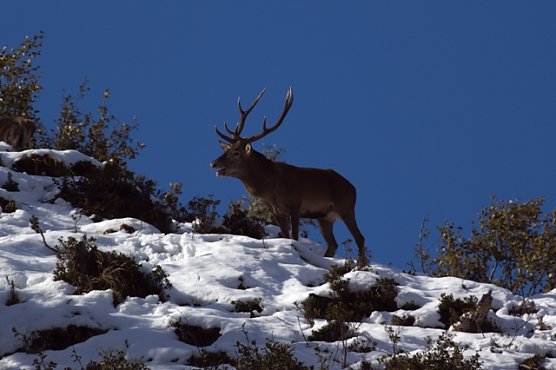 Rothirsch (Foto: piclease/ P.Schild )