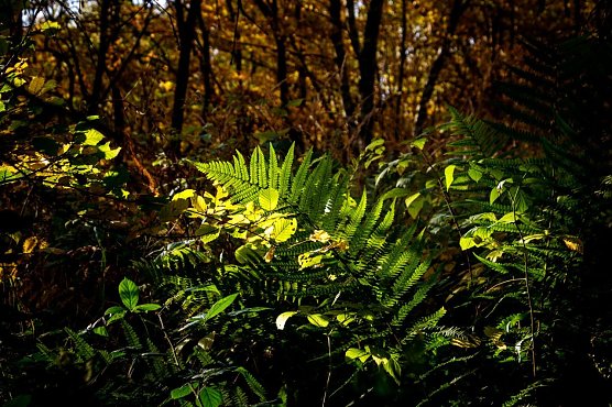 Wetter-Bild (Foto: Gernot Thelemann)