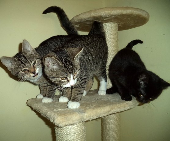 Das Dreigestirn (Foto: C. Knust)