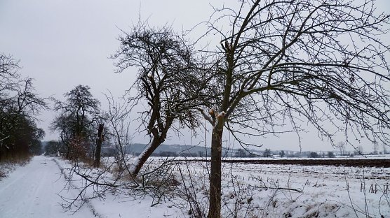 B&auml;ume gesch&auml;digt (Foto: Stadtverwaltung Nordhausen)