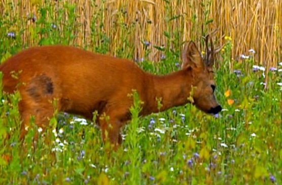 Am Wegesrand (Foto: privat)