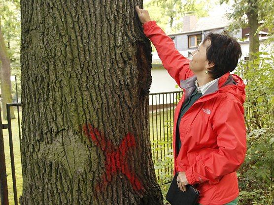 Ulrike Taeger-Schmidt bei der Baumkontrolle w&auml;hrend eines Rundgangs im Nordh&auml;user Gehege am 18.09.2013. (Foto: BUND)