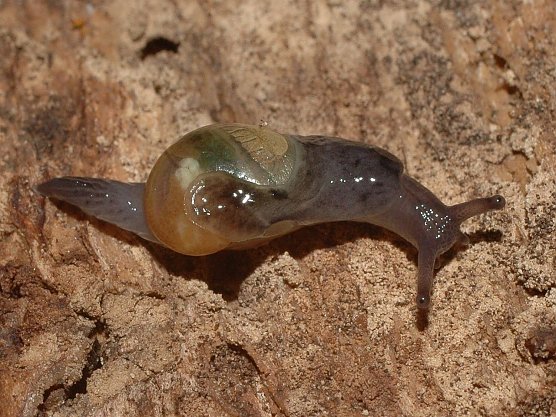 Glasschnecke (Foto: Walter Wimmer)